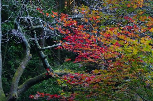 二井寺駐車場　紅葉